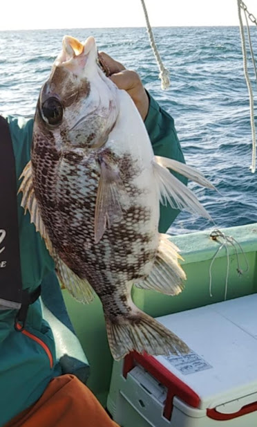 鯛ラバ釣り果